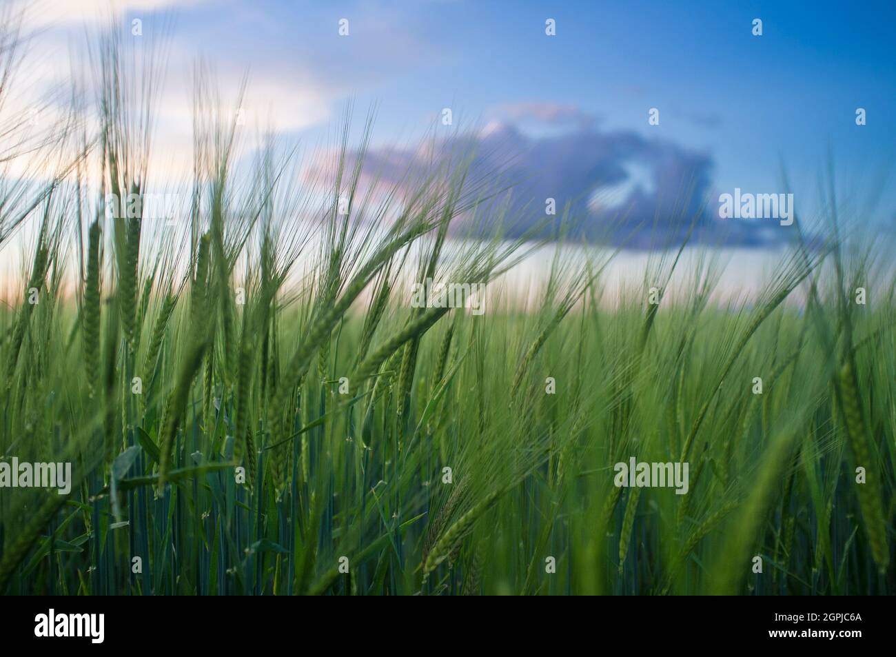 Green barley ears full of grains at cereal field over cloudy sunset sky. Low angle view Stock Photo