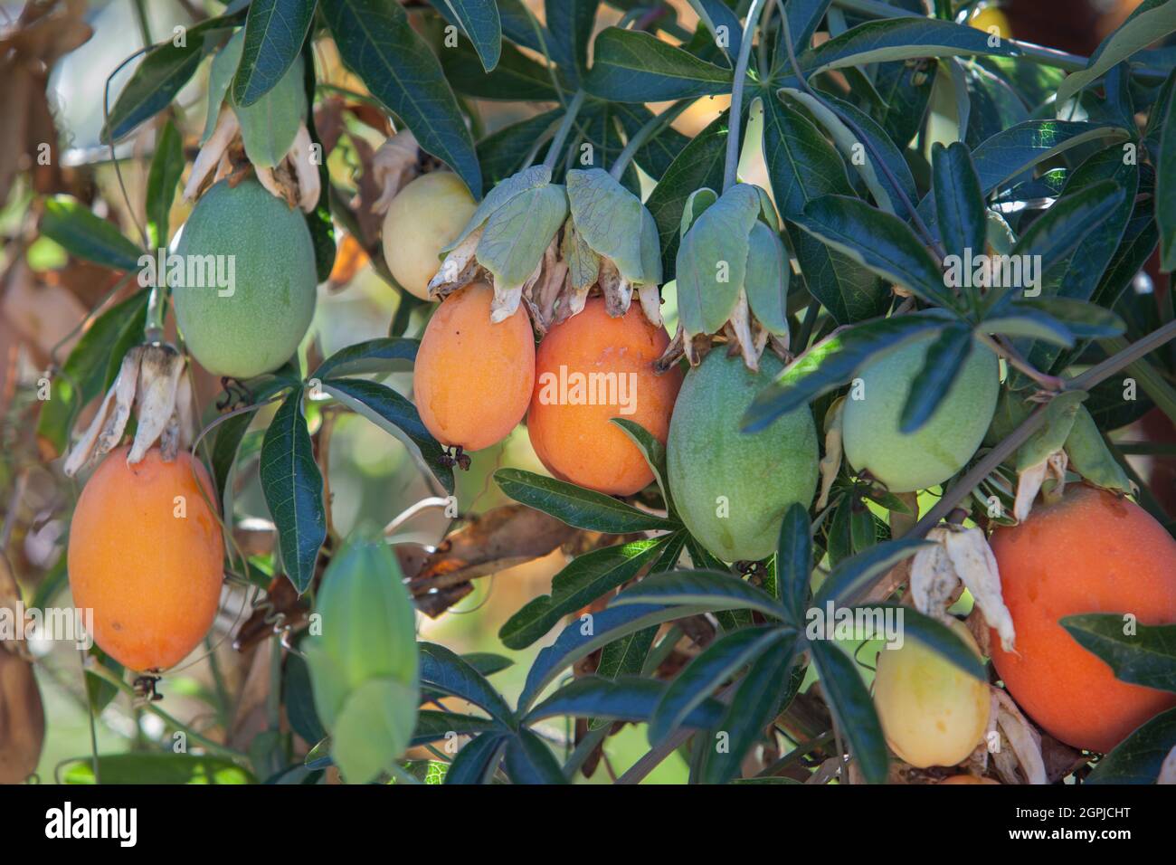 Loquat leaves and fruits. Mature and immature items Stock Photo