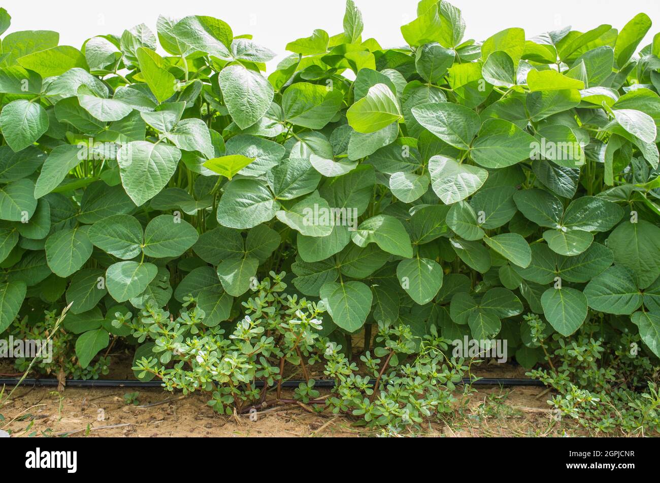 Soy plantation growing with drip irrigation system. Gevora, Vegas Bajas del Guadiana, Spain Stock Photo
