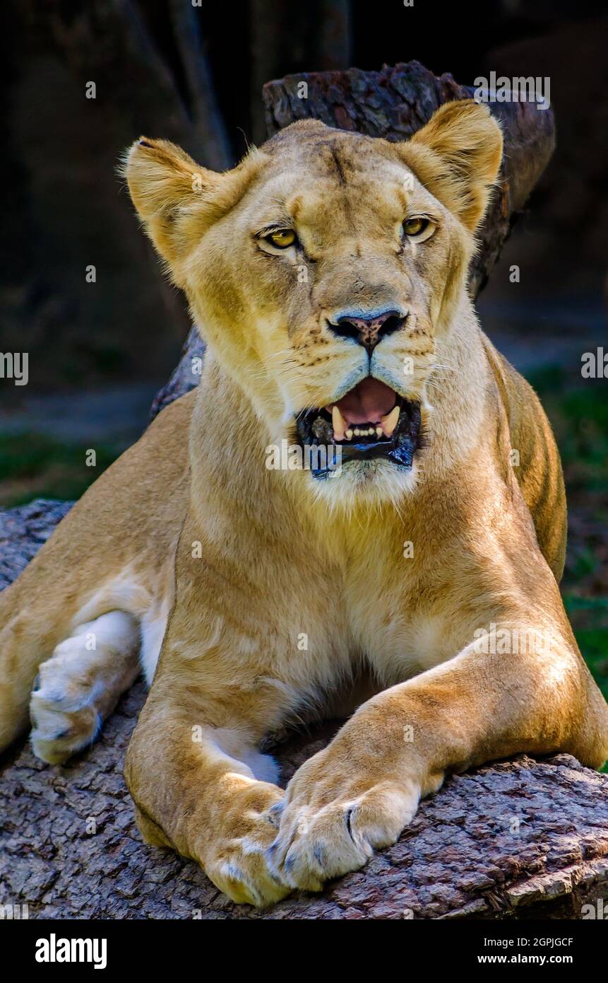 A lioness (Panthera Leo) lays on a log at the Memphis Zoo, September 8, 2015, in Memphis Tennessee. Stock Photo