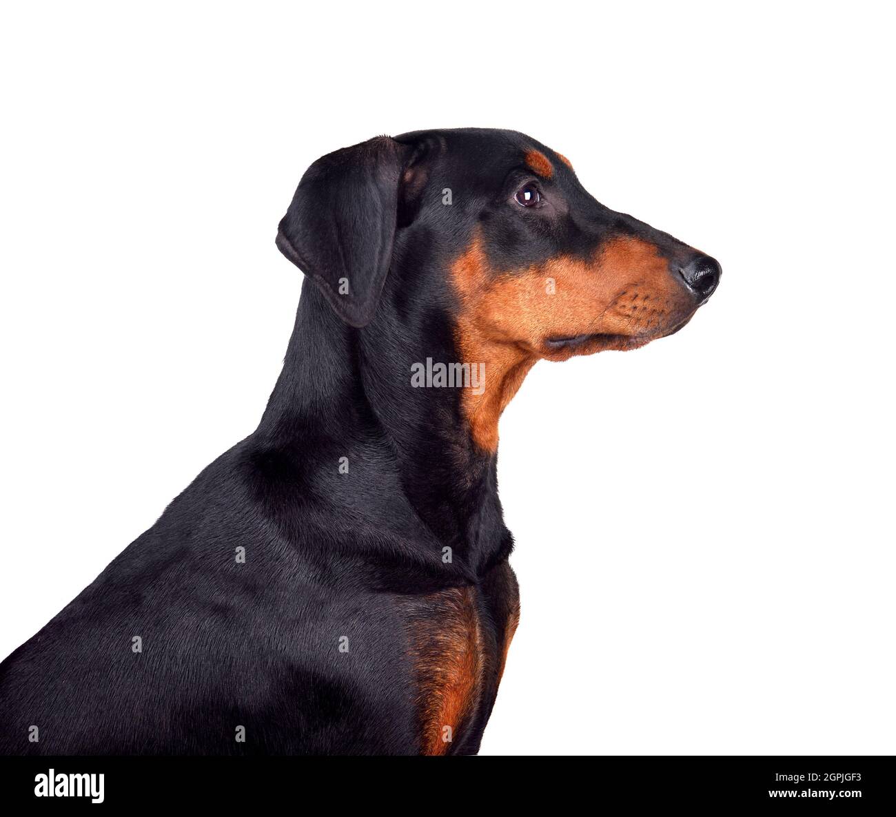 Portrait of tan-and-black German Pinscher or of Doberman isolated on a white backgraund Stock Photo