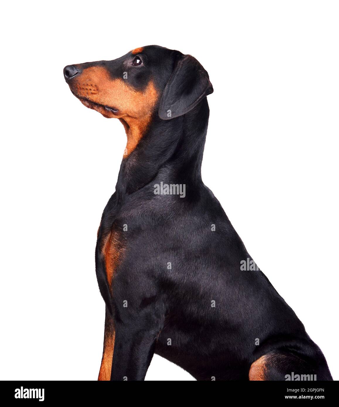 Six months old puppy of tan-and-black German Pinscher or Doberman Pinscher sitting on a white backgraund Stock Photo