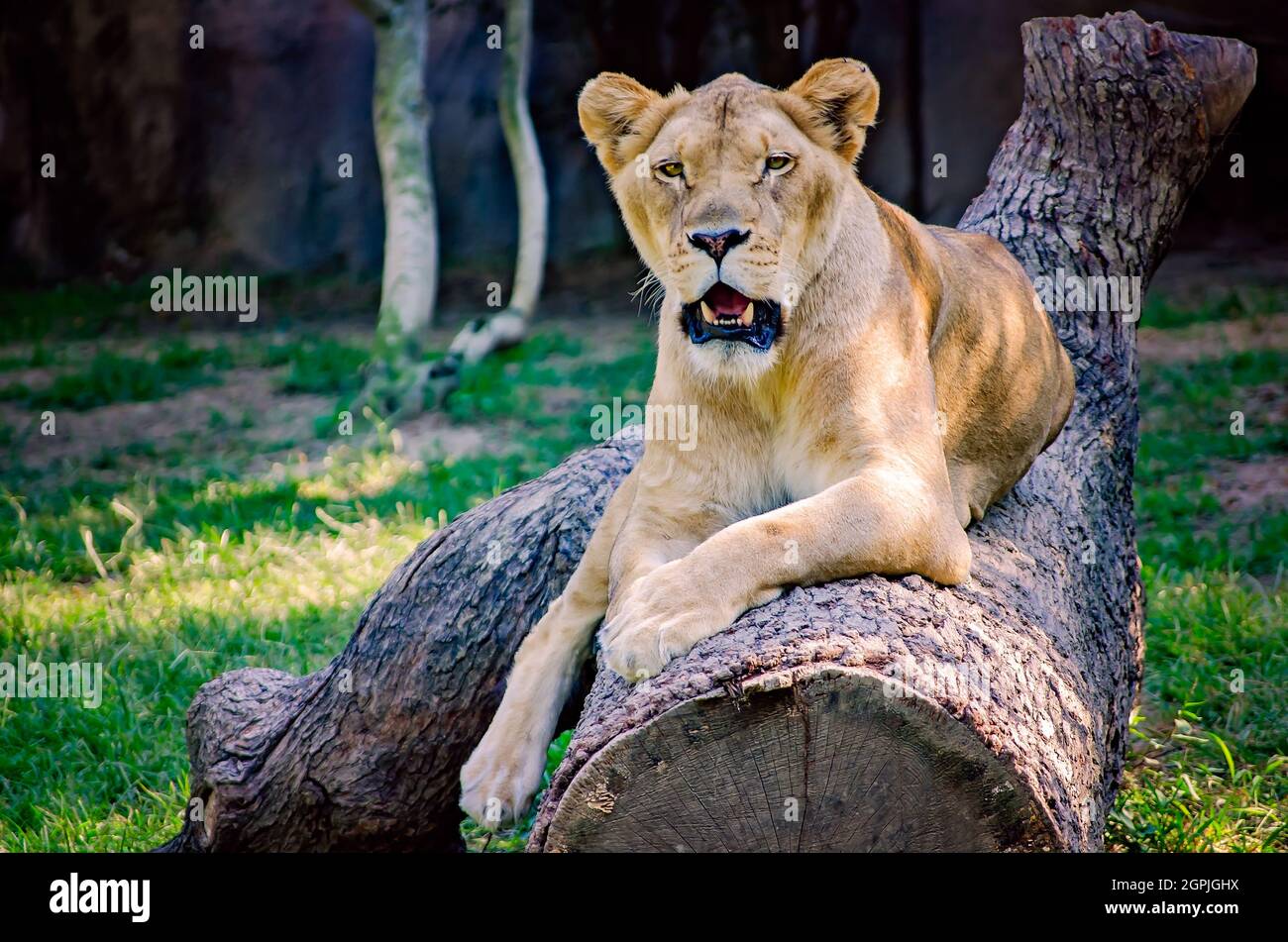 A lioness (Panthera Leo) lays on a log at the Memphis Zoo, September 8, 2015, in Memphis Tennessee. The zoo features more than 3,500 animals. Stock Photo