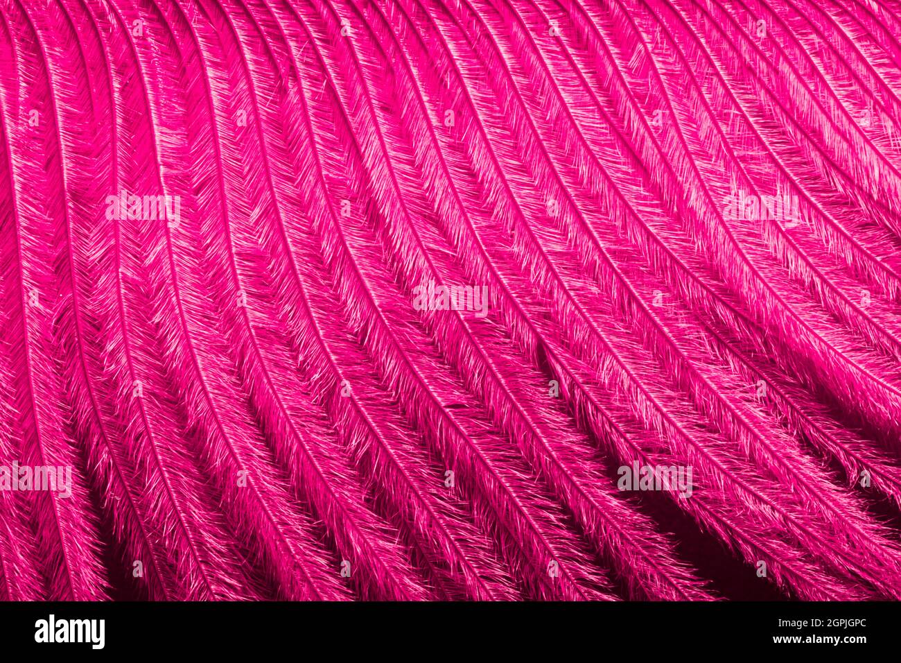 Fuchsia pink feather background texture with copy space for text. Festive invitation and greeting card design for inscriptions and wishes Stock Photo