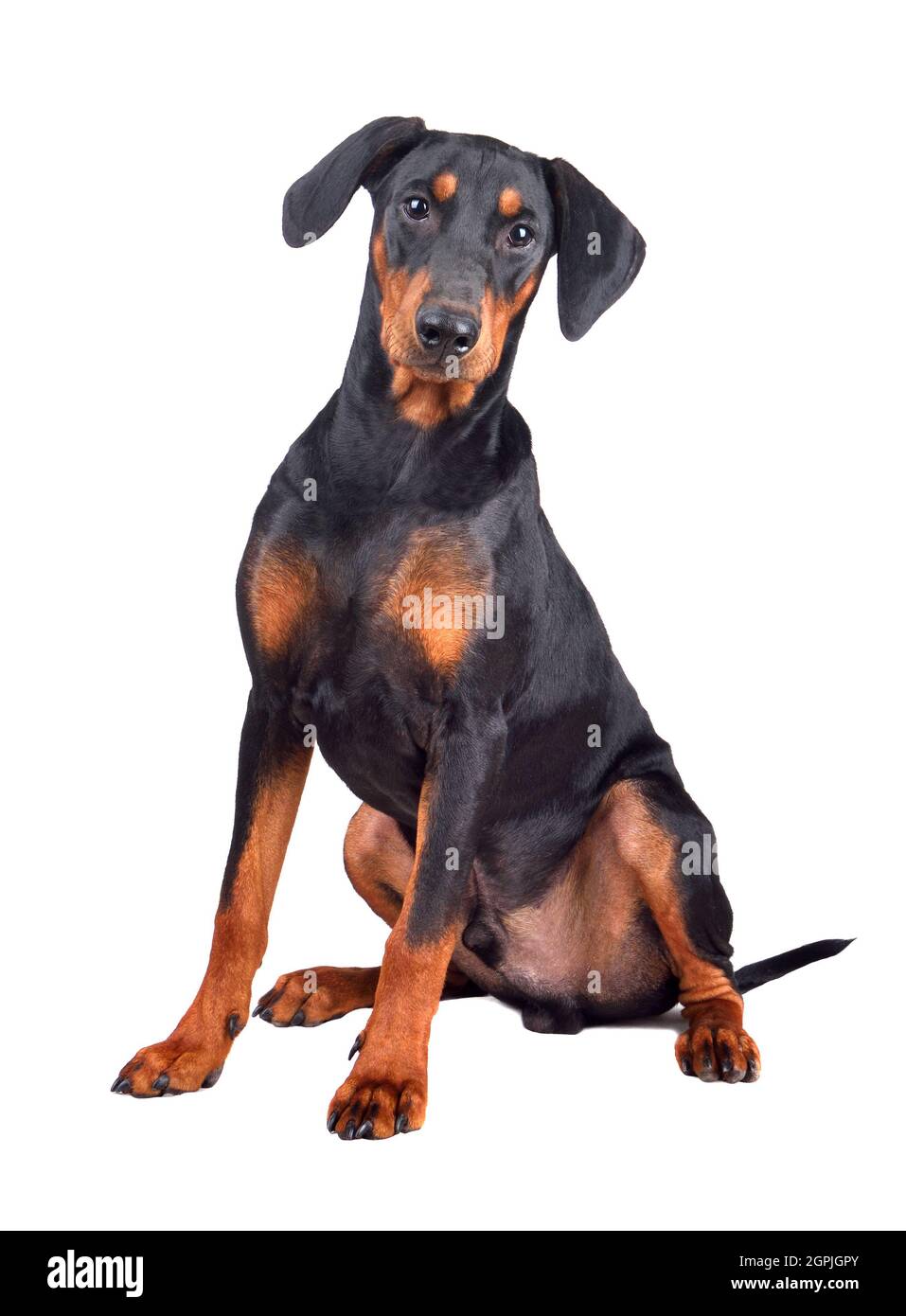 Sitting puppy of tan-and-black German Pinscher or Doberman Pinscher isolated on a white background Stock Photo