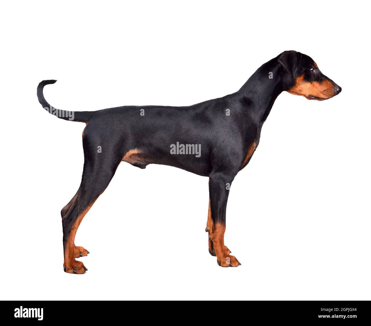Standing puppy of tan-and-black German Pinscher or Doberman Pinscher isolated on a white background Stock Photo