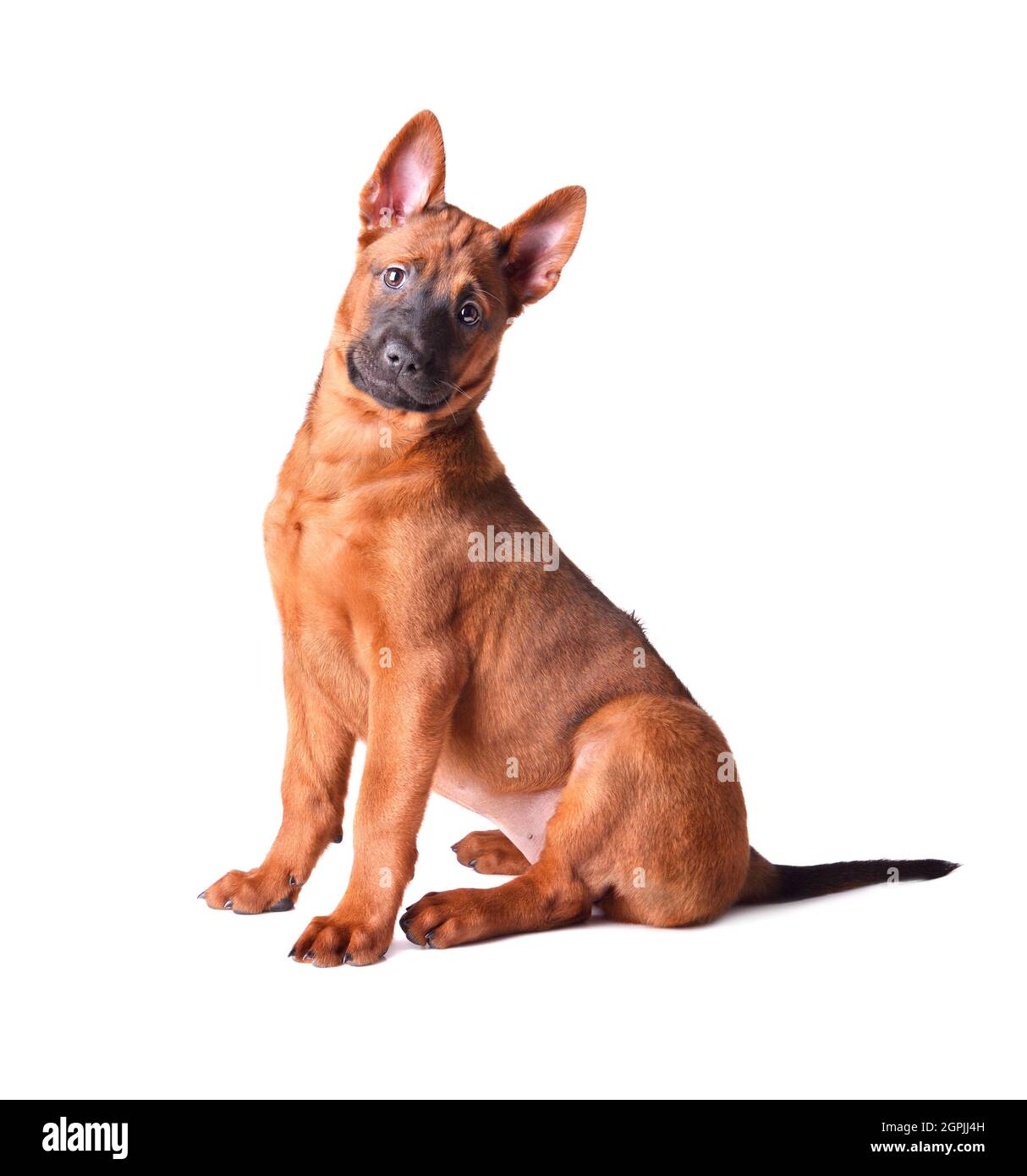 Red Thai Ridgeback