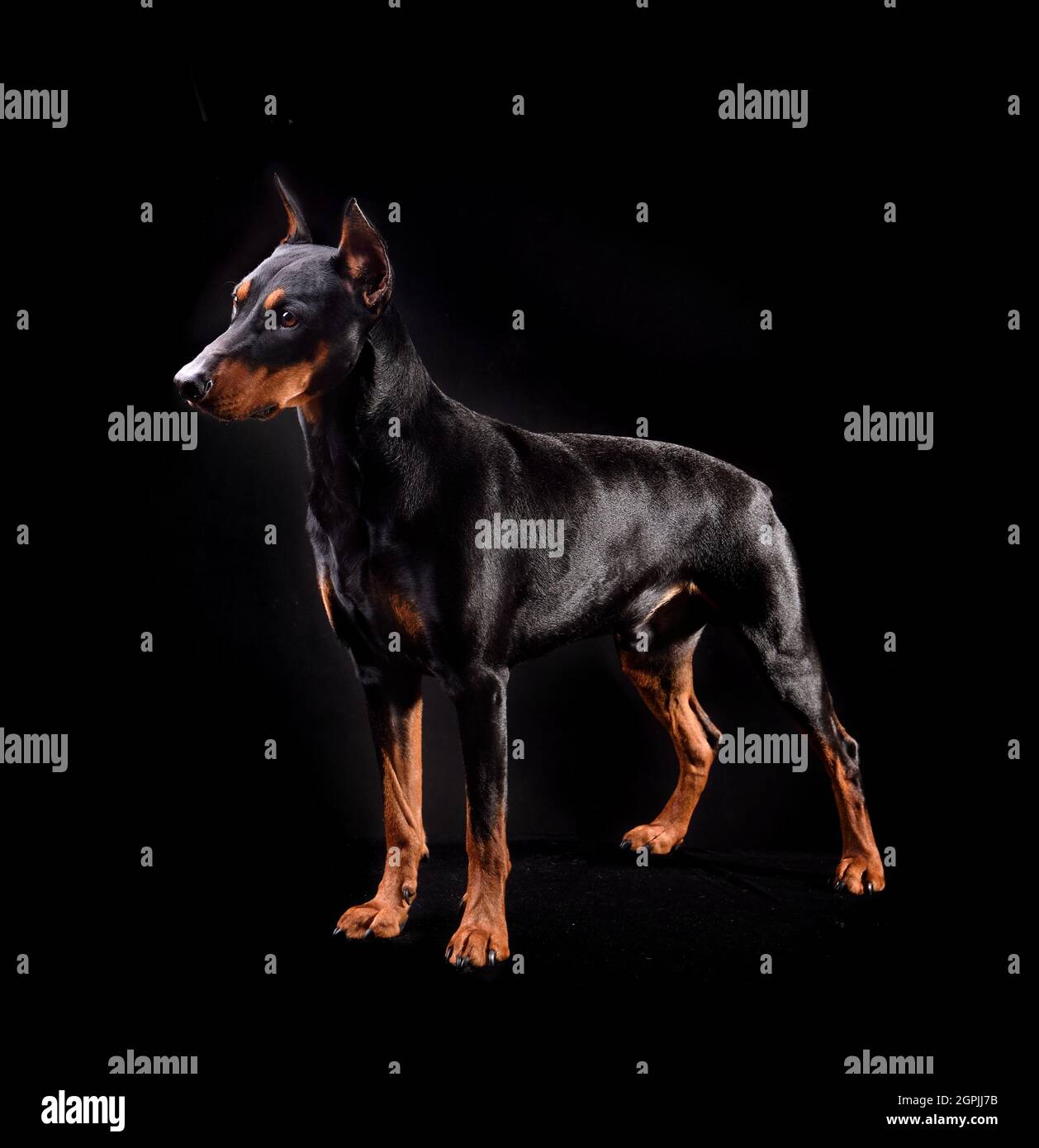 Tan-and-black German Pinscher or Doberman Pinscher standing isolated on a black background Stock Photo