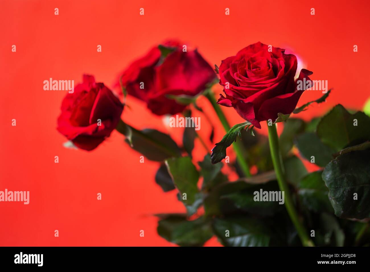 three red roses on a red background. Stock Photo