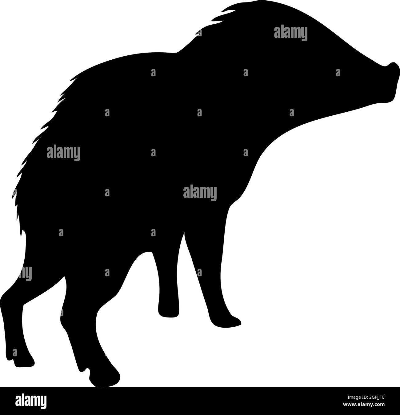 Collared Peccary Silhouette Stock Vector Image & Art Alamy