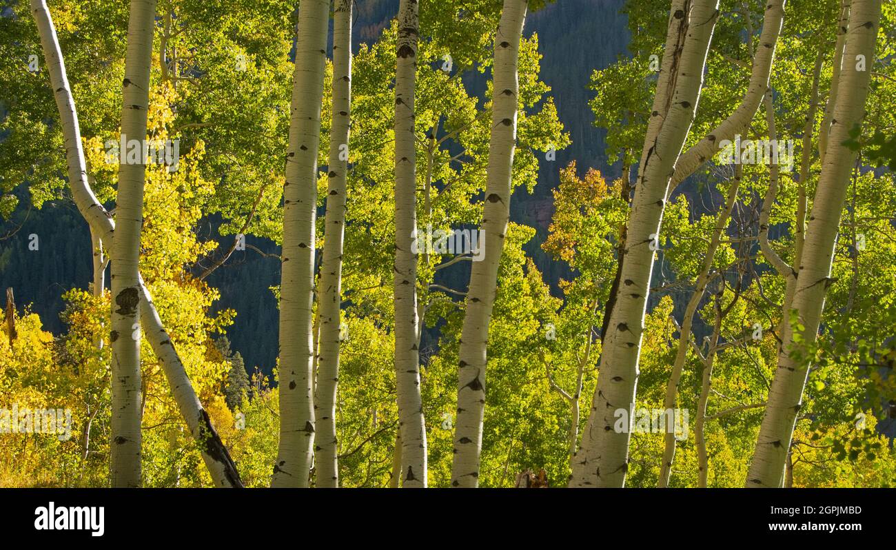 Aspens in Fall, Elk Mountains, Upper Cement Creek, Gunnison County, Colorado, September Stock Photo