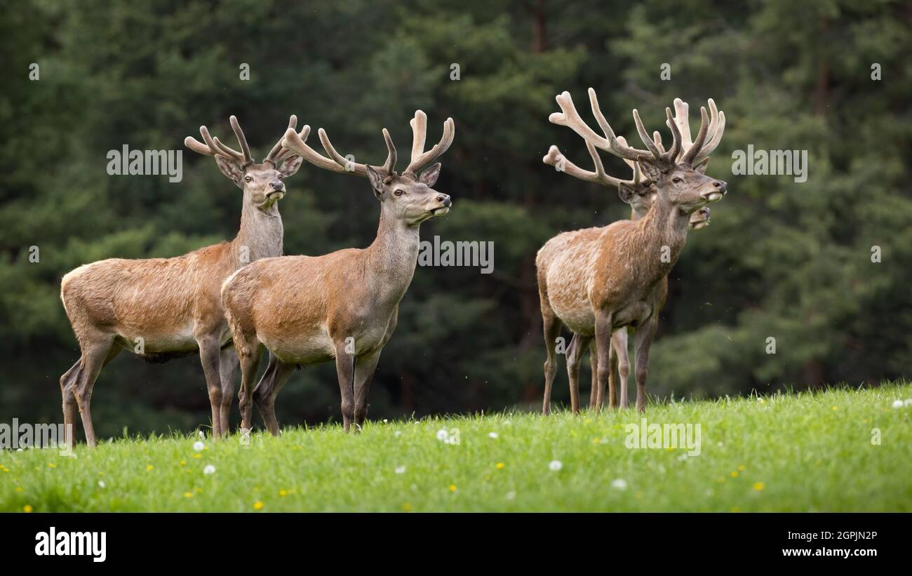 Group of red deer standing on grassland in springtime Stock Photo