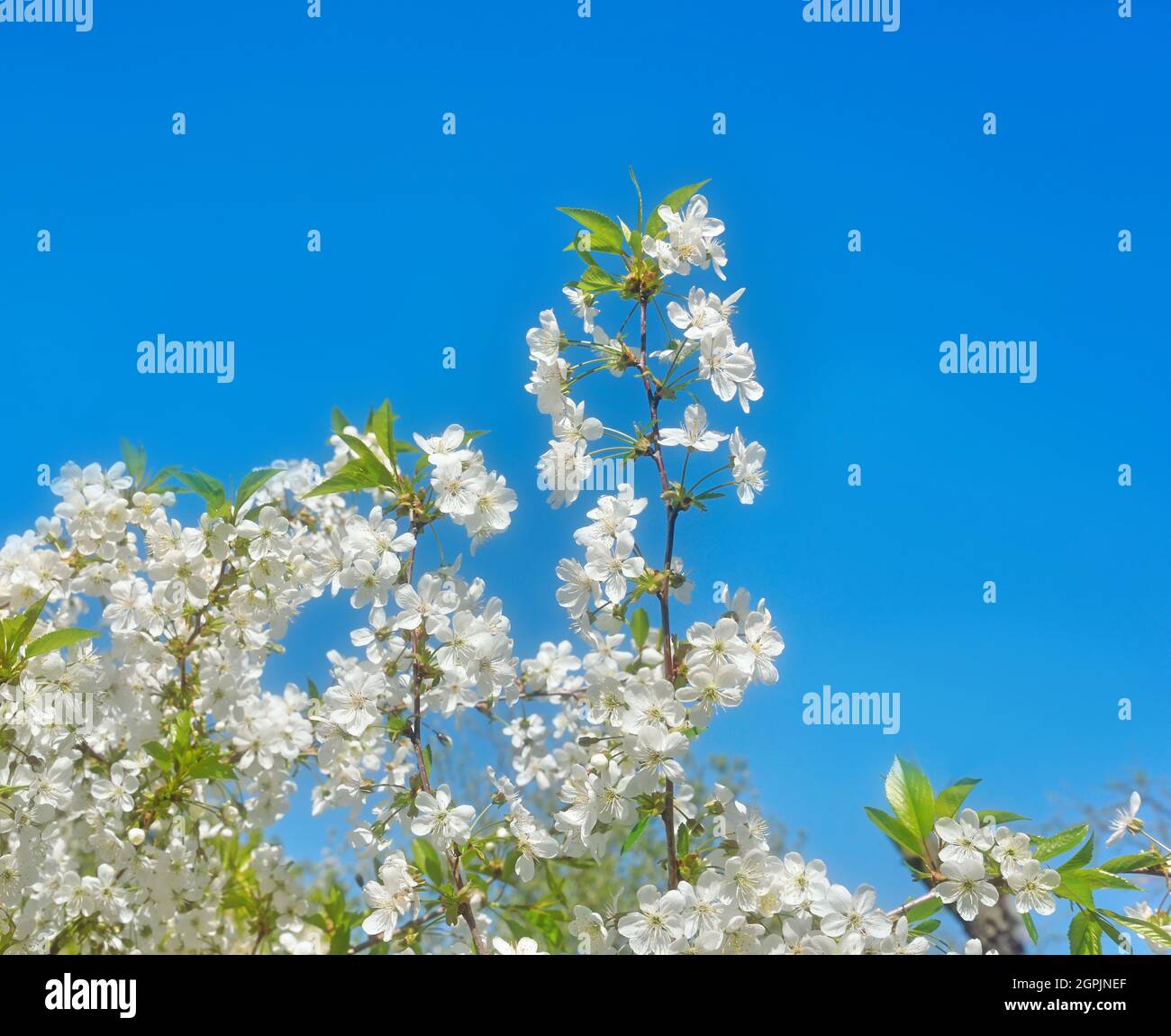 Branches of blooming cherry tree against blue sky Stock Photo - Alamy