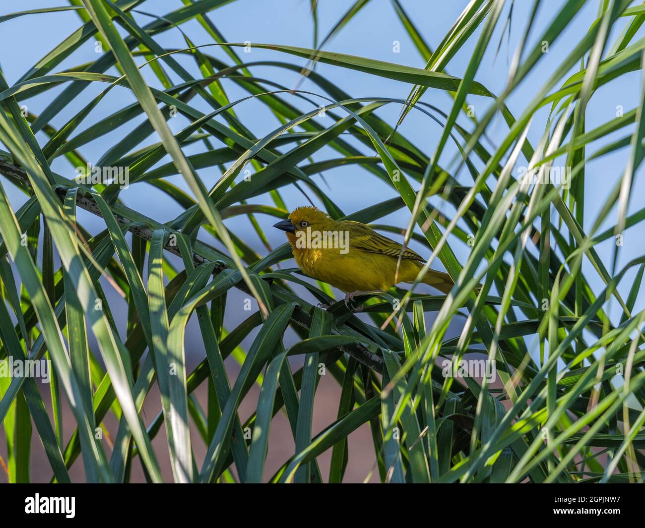 Weaver bird, sparrow bird in a palm branch Stock Photo