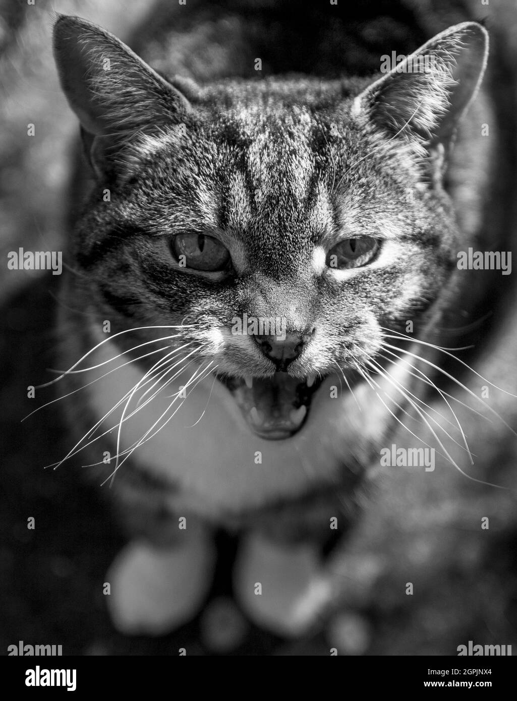 Tabby cat vocal looking at camera Stock Photo Alamy