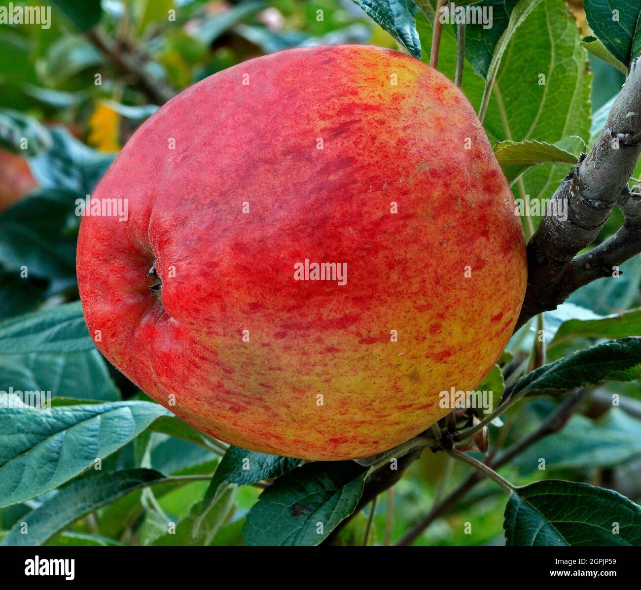 Apple 'Dr Clifford', culinary variety, apples, fruit, malus domestica, healthy eating Stock Photo