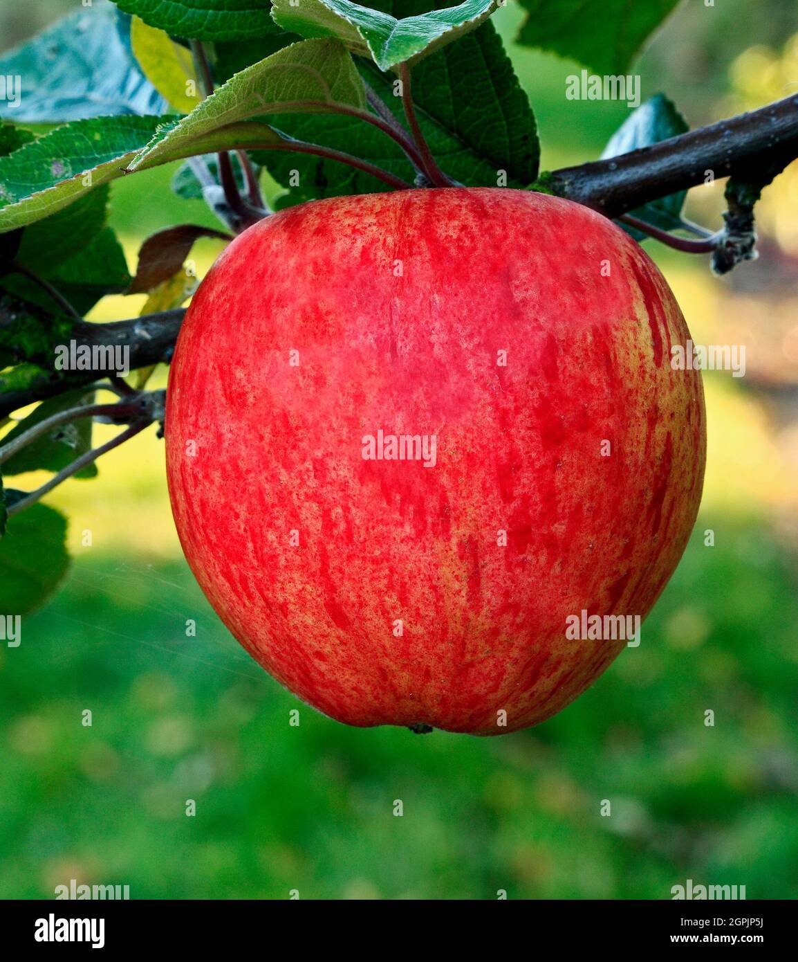 Apple 'Dr Clifford', culinary variety, apples, fruit, malus domestica, healthy eating Stock Photo