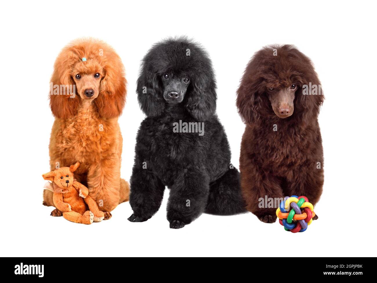 Chocolate poodle hi res stock photography and images Alamy