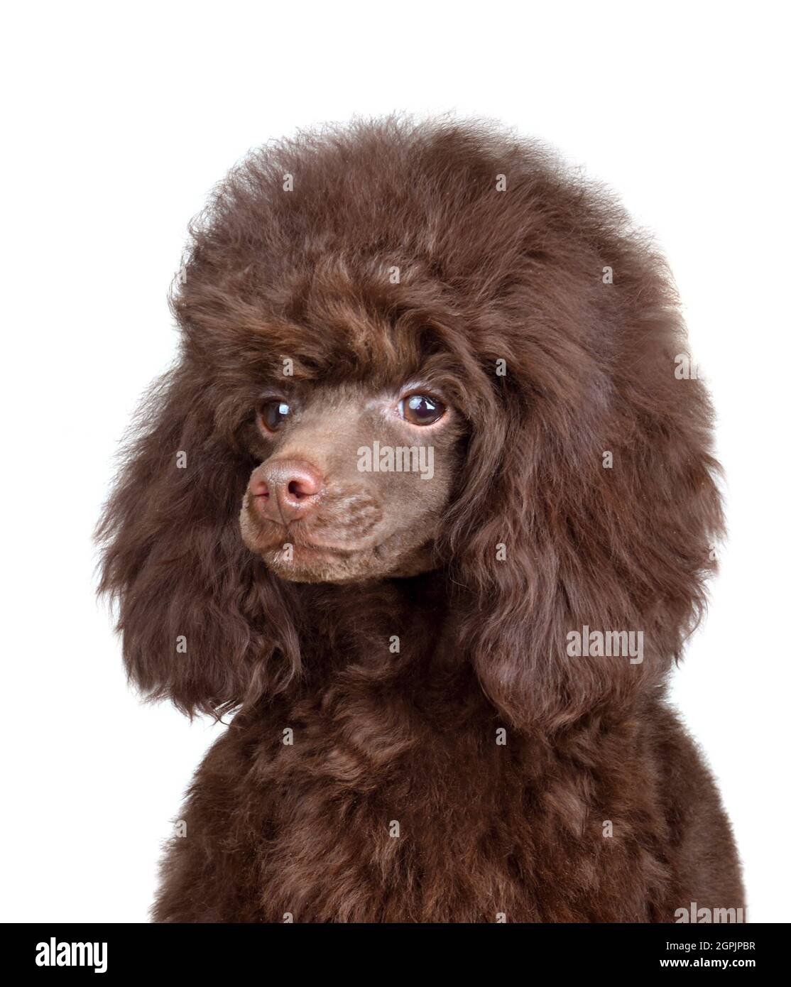 Portrait of three months old puppy of chocolate toy poodle isolated on  white background Stock Photo - Alamy