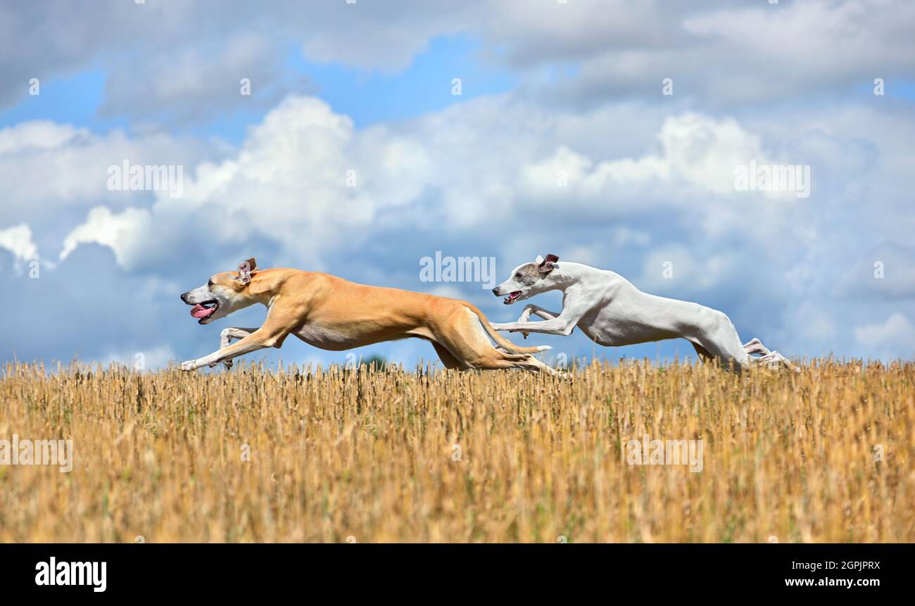 Two whippets running across the autumn field during on a coursing training Stock Photo