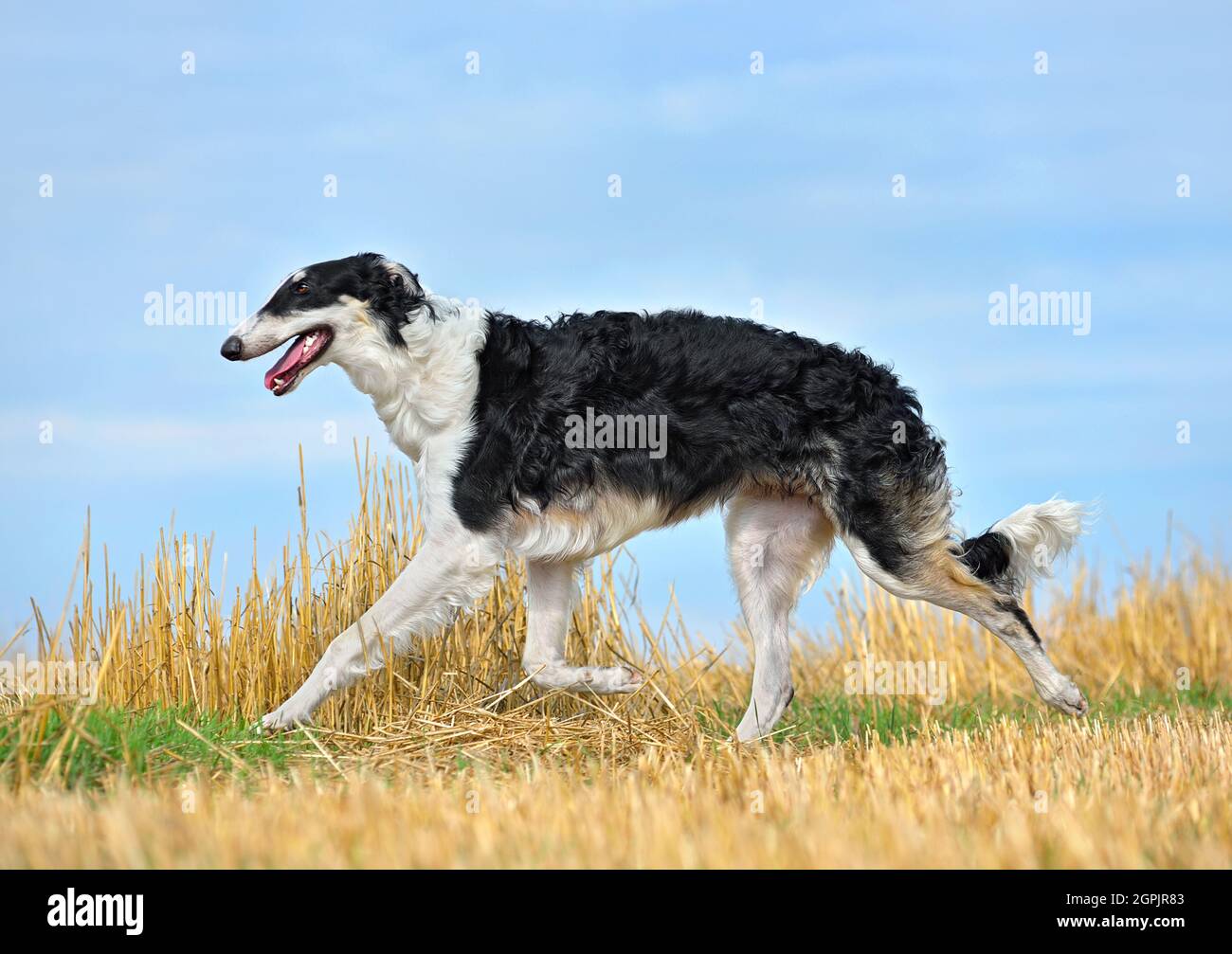 Puppy Of Beautiful Black And White Russian Borzoi Dog Running Across 