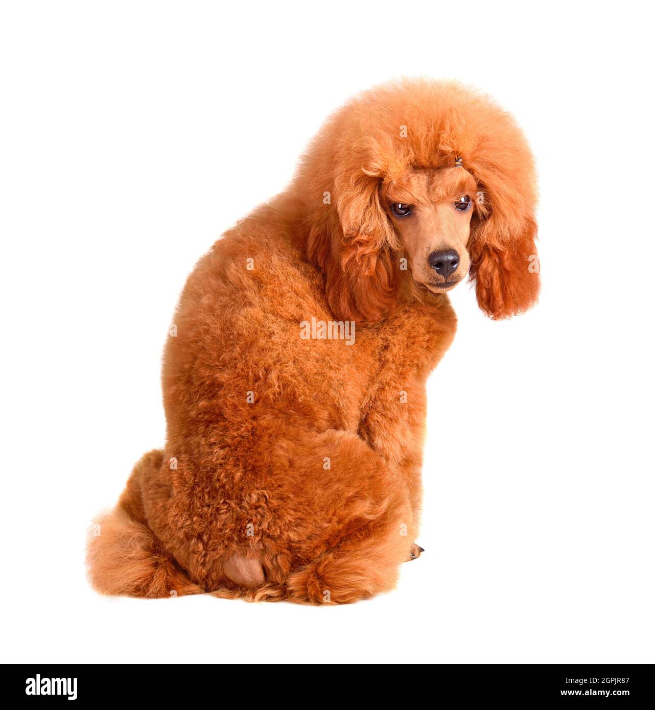 Six months old puppy of apricot poodle sitting on a white background ...