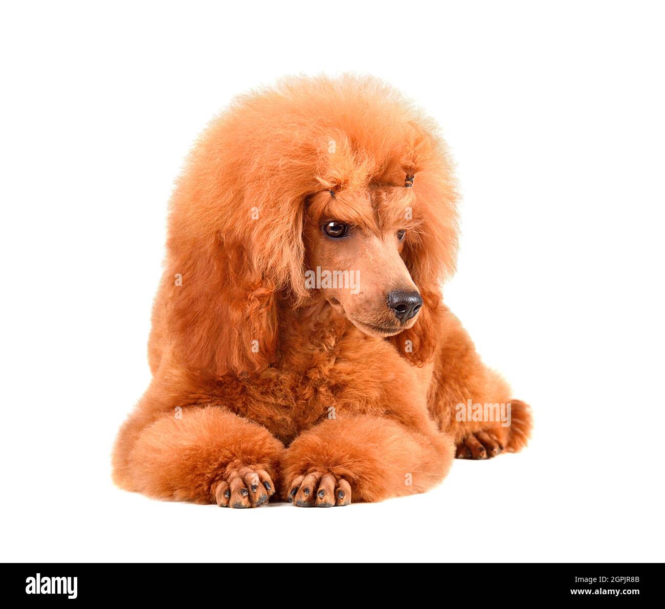 Six months old puppy of apricot poodle resting on a white background ...