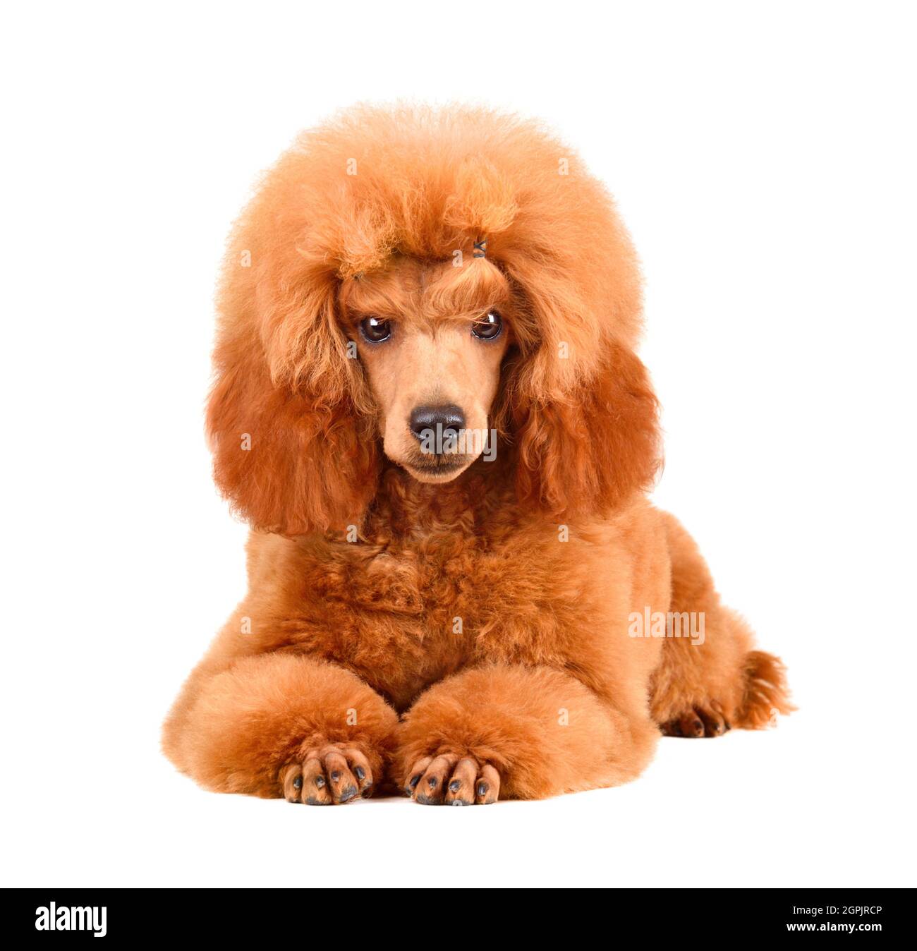 Six months old puppy of apricot poodle resting on a white background ...