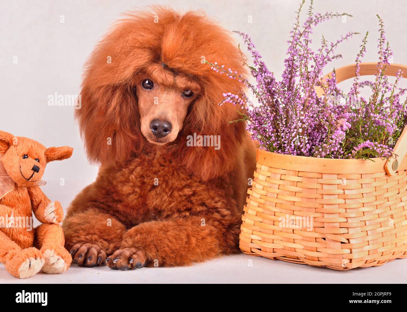 Red toy poodle hi-res stock photography and images - Alamy