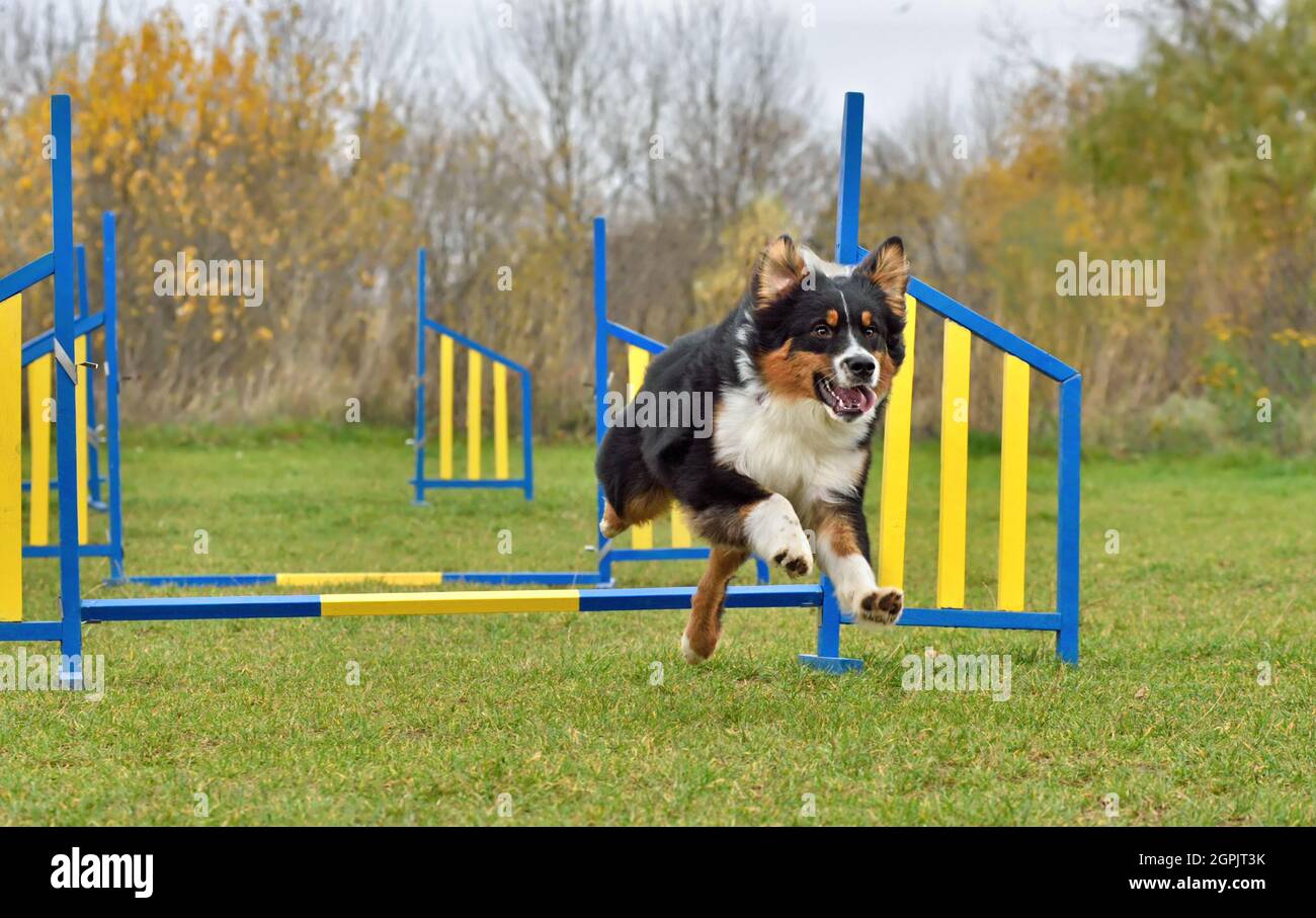 Tricolor Australian Shepherd or Aussie dog jumping over hurdle on