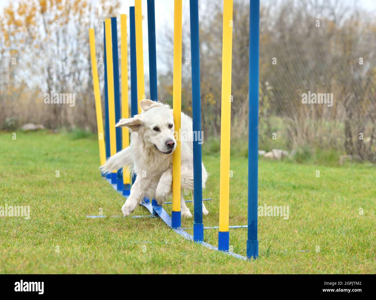 Golden Retriever dog going through slalom sticks in agility training