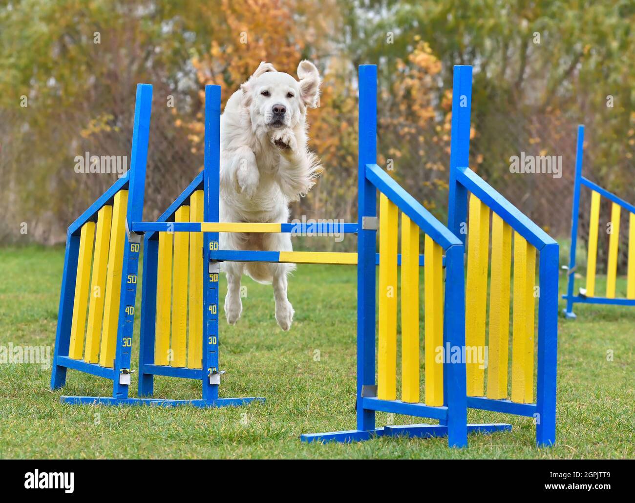 Golden retriever jumping over fence hi-res stock photography and images ...