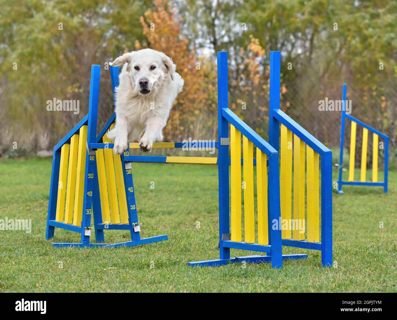 Golden retriever jumping over fence hires stock photography and images