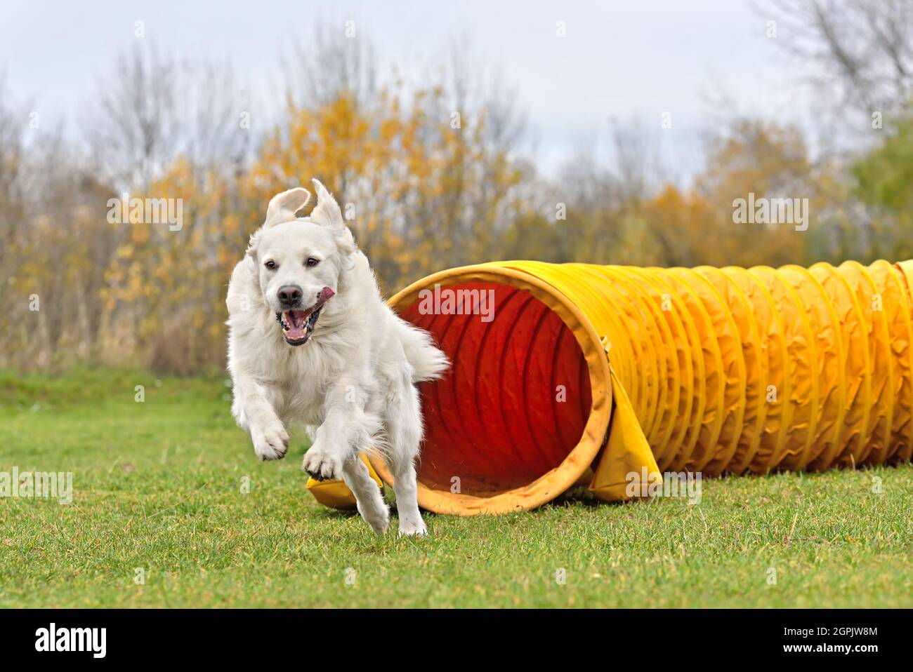 Happy Golden Retriever leaving tunnel at a dog agility competition
