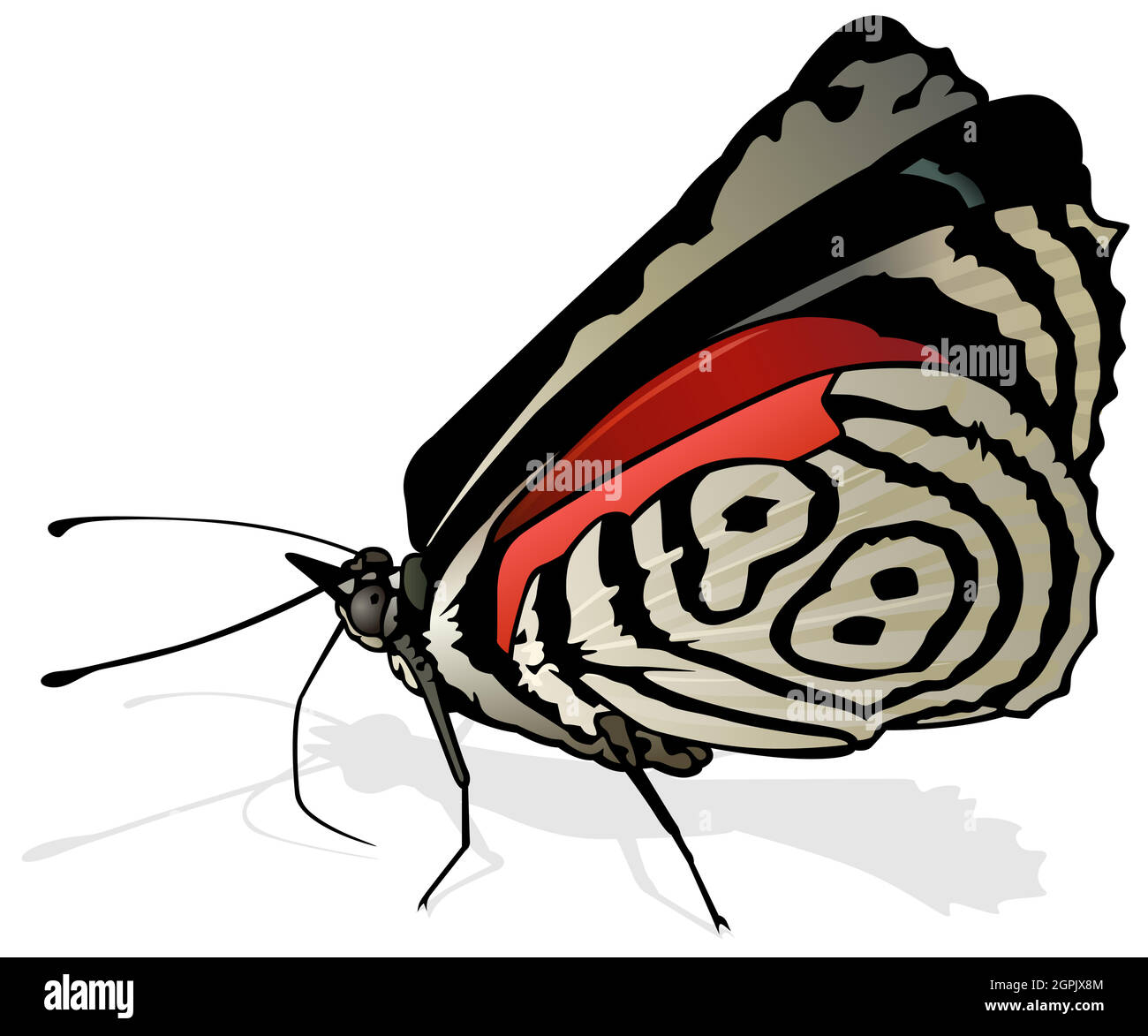 Eighty eight butterfly Stock Vector Images - Alamy