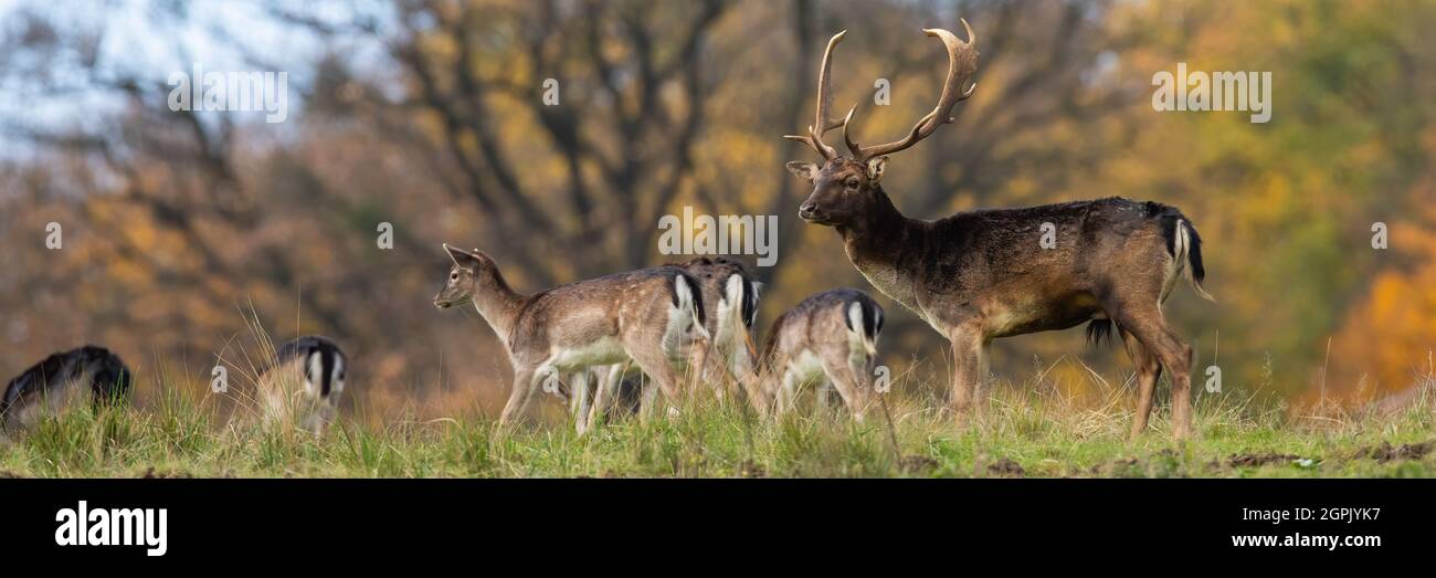 Group of fallow deer standing on field in horizontal shot. Stock Photo
