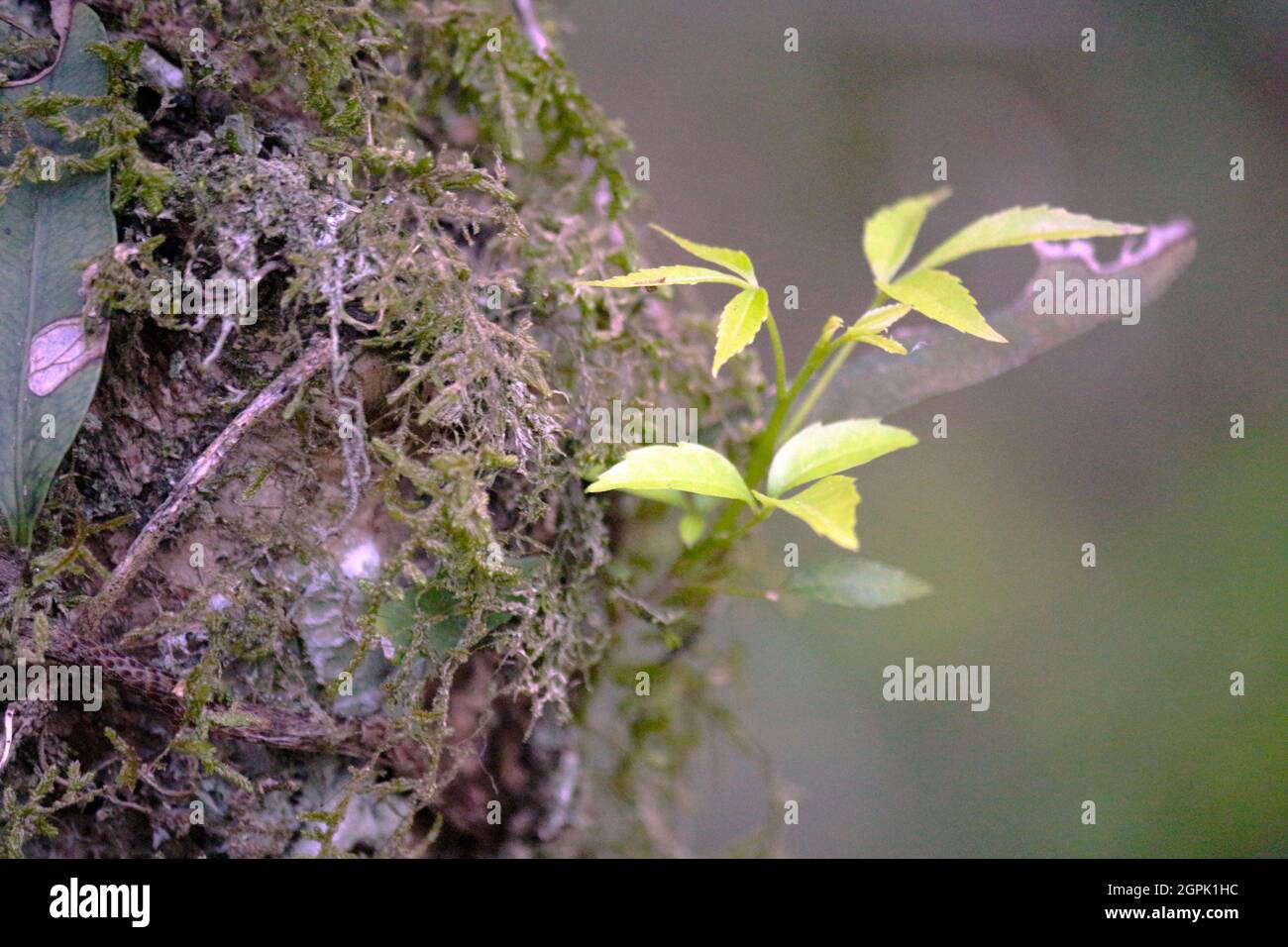 Spring has arrived and life sprouts. Sprout of trees and other terrestrial epiphytes known as aerial plants. Stock Photo