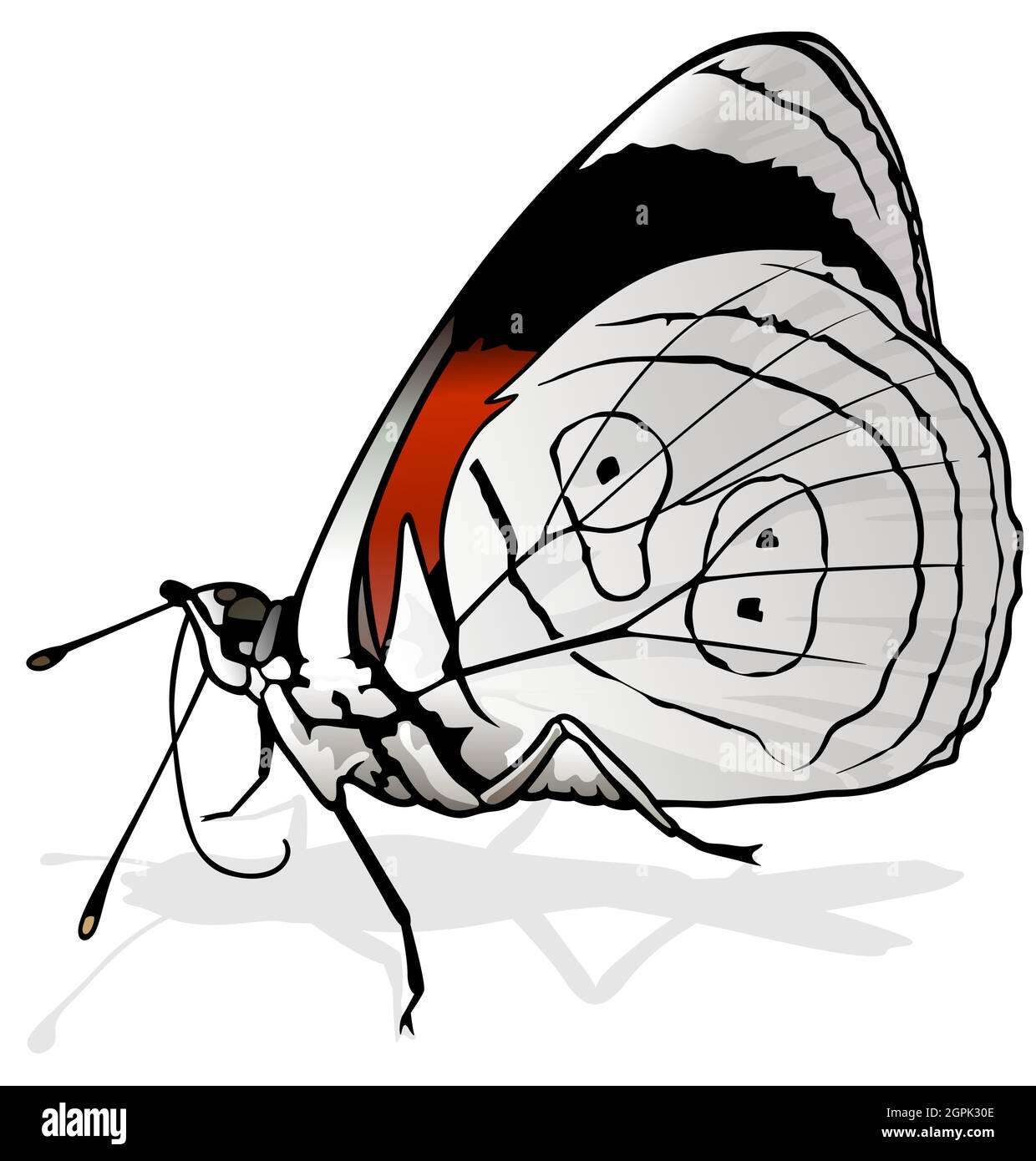 Butterfly eighty eight hi-res stock photography and images - Alamy