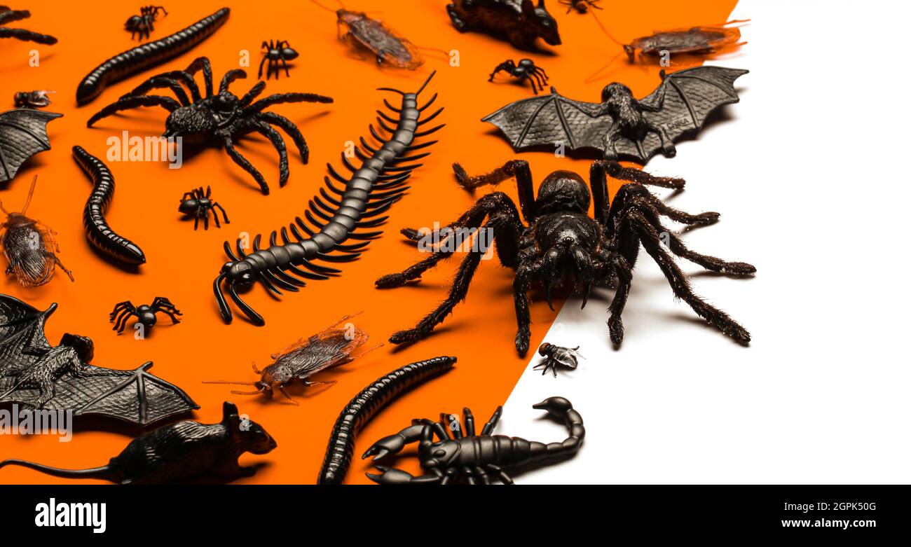 Black Halloween creepy crawly bugs and spiders on orange background with blank white space for text or image Stock Photo