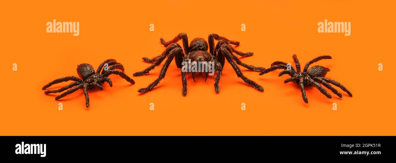 Three creepy tarantula spiders on orange Halloween background. Stock Photo
