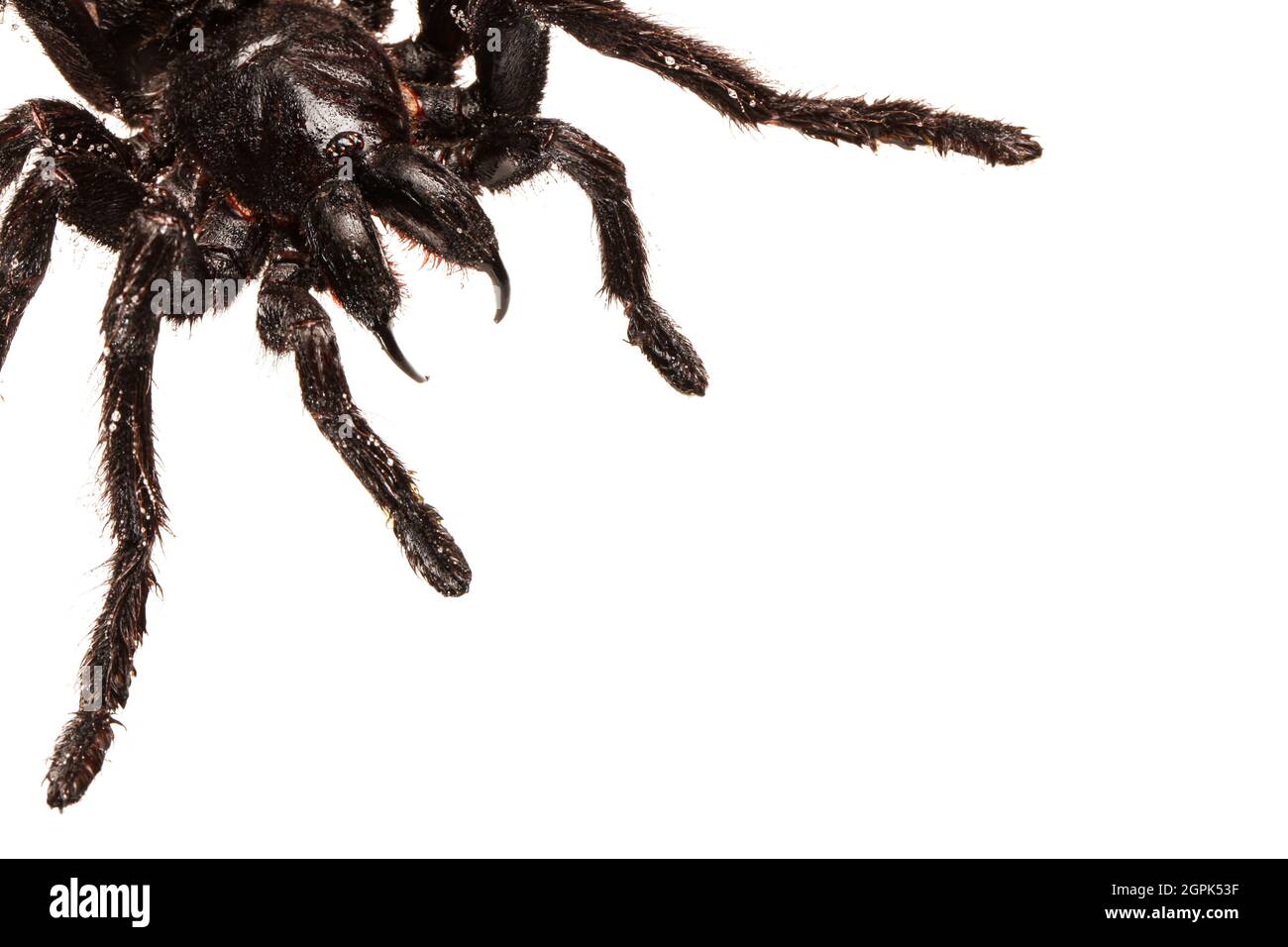 Creepy hairy Tarantula with large fangs isolated on white Stock Photo