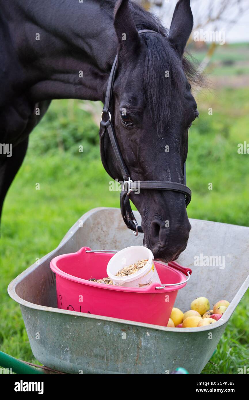 portrait of beautiful black sportive horse eating apples and muesli