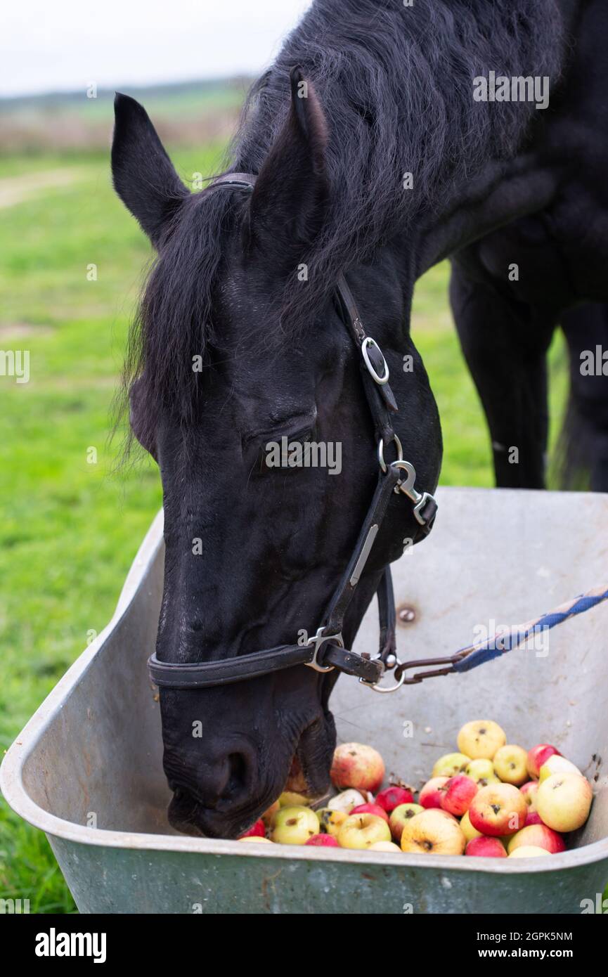 Horse eating an apple hires stock photography and images Alamy