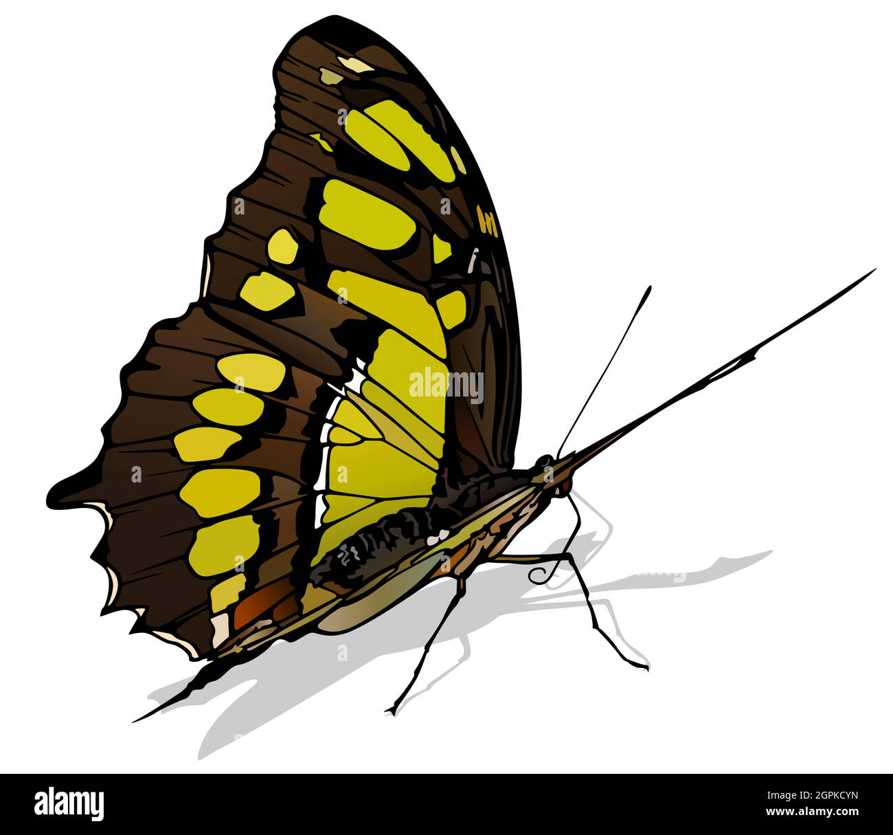 Malachite Butterfly Stock Vector