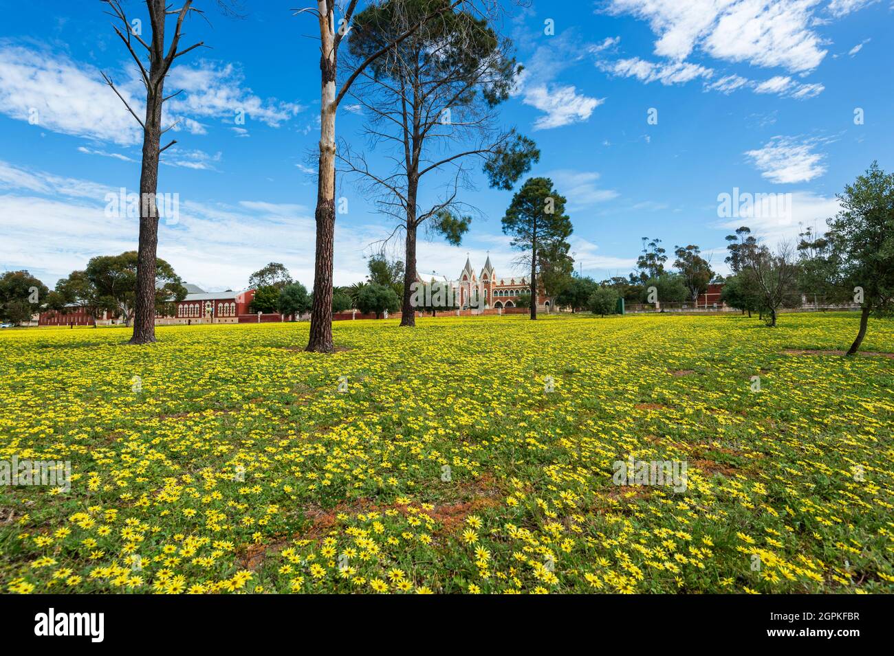 Field of yellow wildflowers in spring with View of St Gertrude’s College in the background, in the monastery town of New Norcia, Western Australia, Au Stock Photo