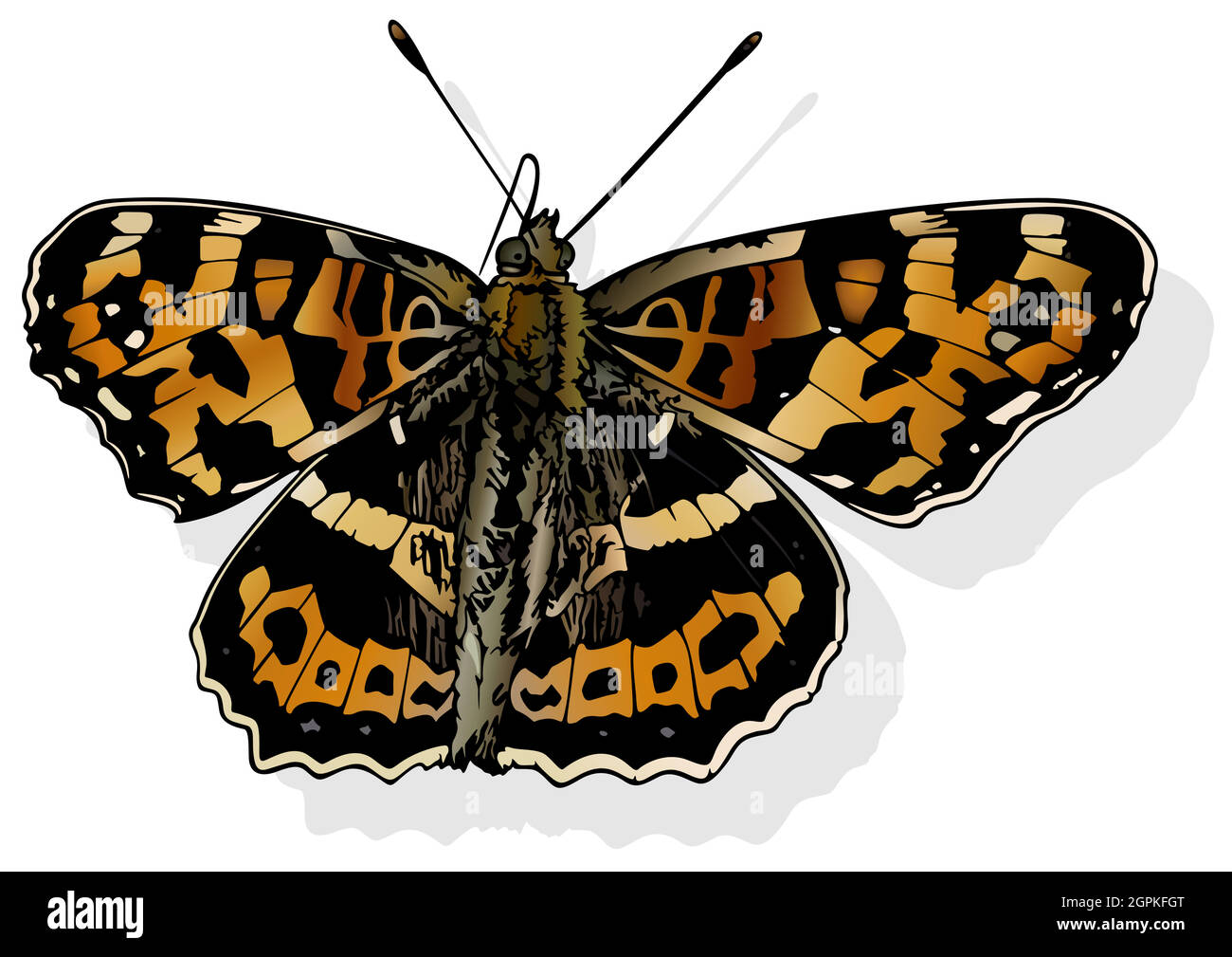 Large Map Butterfly Stock Vector