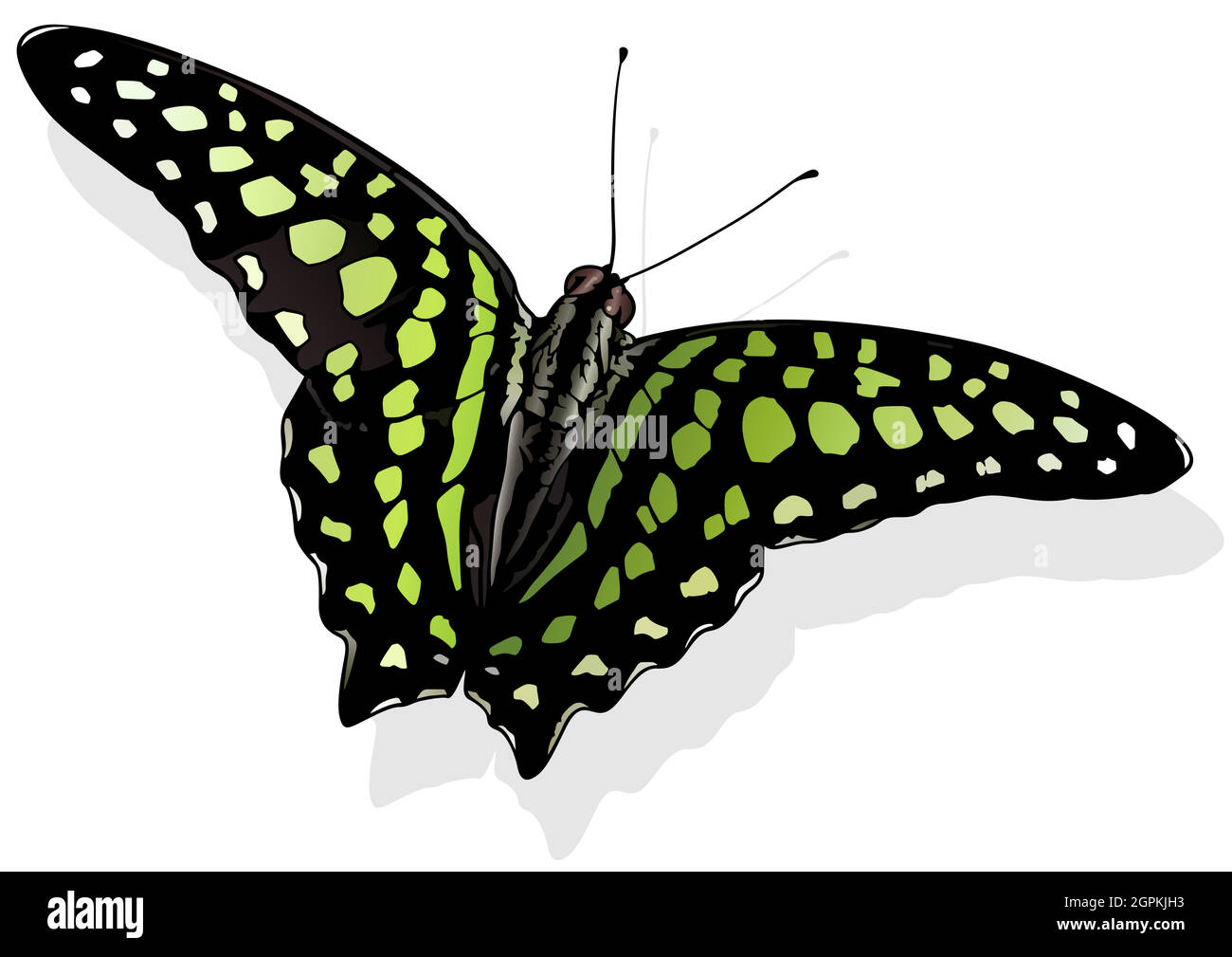 Tailed Jay Butterfly Stock Vector