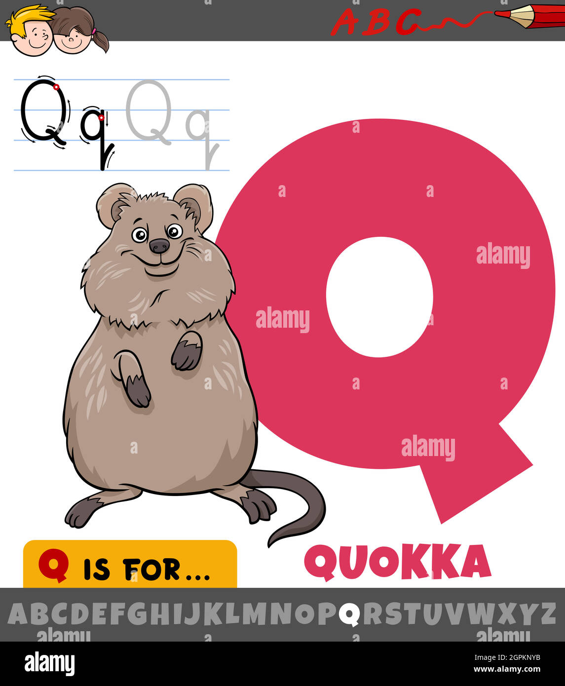 letter Q from alphabet with cartoon quokka animal character Stock Vector  Image & Art - Alamy