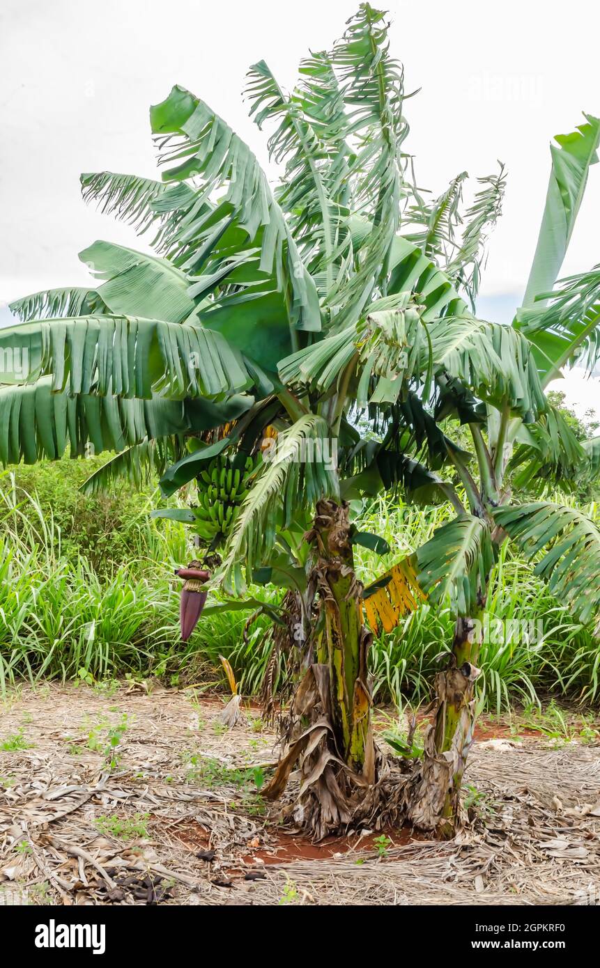 A short banana tree has on a large bunch of unripe bananas Stock Photo -  Alamy