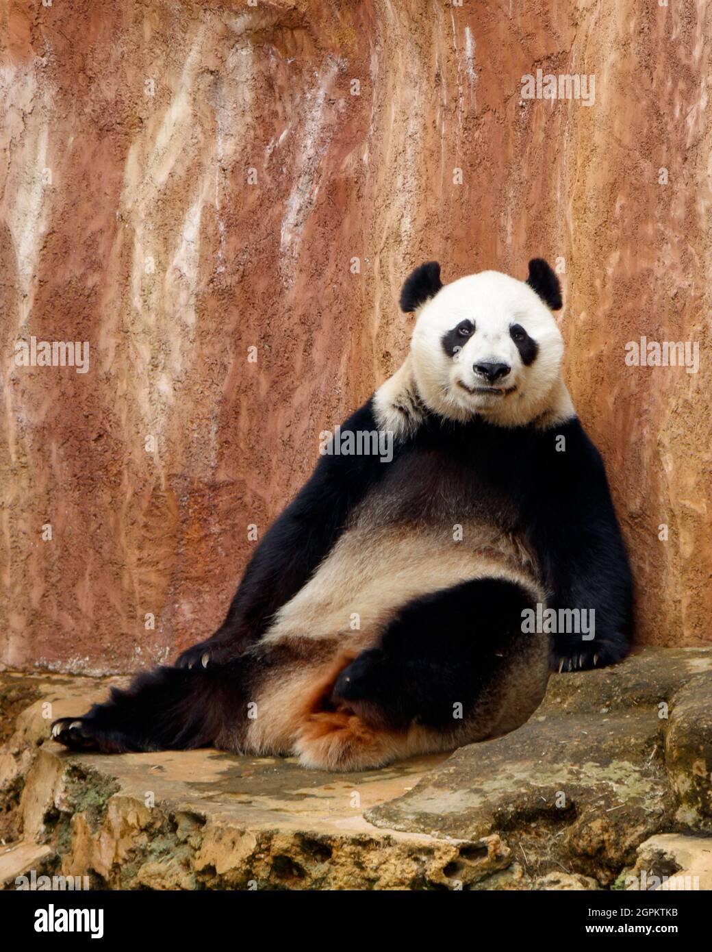 A giant panda (Ailuropoda melanoleuca) sits and rests enjoying the afternoon. Stock Photo